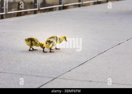 Gros plan de trois oisons jaunes pelucheux marchant et picotant sur une surface de béton dans un parc urbain au bord de l'eau, mettant en valeur la nature de la ville. Banque D'Images