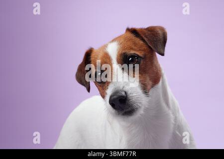 Gros plan d'un Jack Russell Terrier avec une curieuse inclinaison de la tête sur un fond violet. L'expression d'alerte de chien et la fourrure douce en font un élément attachant Banque D'Images