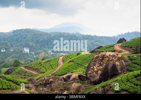 Paysage avec plantation de thé au Kerala, vue sur Rolling Garden Hills, Agriculture, champs à Munnar, Inde du Sud Banque D'Images