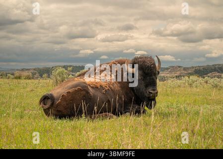 Bison américain au repos dans le paysage des prairies Banque D'Images