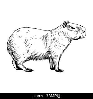 Une illustration détaillée d'un capybara, mettant en valeur son corps rond, ses jambes courtes et ses traits distinctifs du visage. L'animal se tient à quatre pattes Illustration de Vecteur