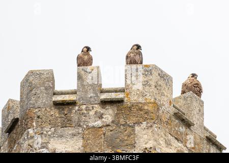 25 juin 2025. Romsey, Hampshire, Angleterre, Royaume-Uni. Les faucons pèlerins nichent avec succès sur l'abbaye de Romsey pour la première fois. Il y a 4 poussins qui ont éclos à la mi-mai, et les poussins ont tous volé. Les pèlerins adultes nourrissent actuellement les poussins et devraient leur apprendre à chasser pendant quelques semaines. Sur la photo : trois des quatre jeunes pèlerins perchés sur une tourelle Banque D'Images