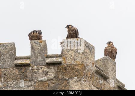 25 juin 2025. Romsey, Hampshire, Angleterre, Royaume-Uni. Les faucons pèlerins nichent avec succès sur l'abbaye de Romsey pour la première fois. Il y a 4 poussins qui ont éclos à la mi-mai, et les poussins ont tous volé. Les pèlerins adultes nourrissent actuellement les poussins et devraient leur apprendre à chasser pendant quelques semaines. Sur la photo : trois des quatre jeunes pèlerins perchés sur une tourelle Banque D'Images