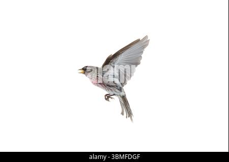 Oiseau en vol Common Redpoll isolé sur fond blanc Banque D'Images