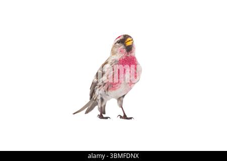 Redpoll commun isolé sur fond blanc Banque D'Images