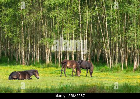 Scène paisible : chevaux qui paissent dans une prairie pleine de papillons au bord d'une forêt de bouleaux Banque D'Images