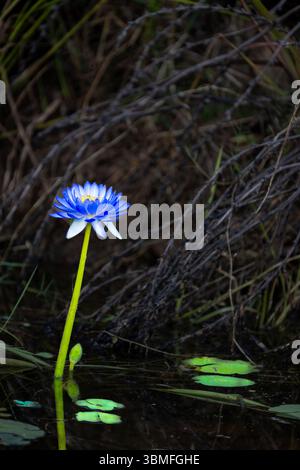 Lis d'eau bleu vif ou plante de lotus dans un étang avec fond sombre dans Kimberley Australie occidentale. Banque D'Images