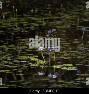 Étang de nénuphars avec des nénuphars bleus vifs et des feuilles flottantes vertes qui attirent la lumière dans les Kimberley en Australie occidentale. Banque D'Images