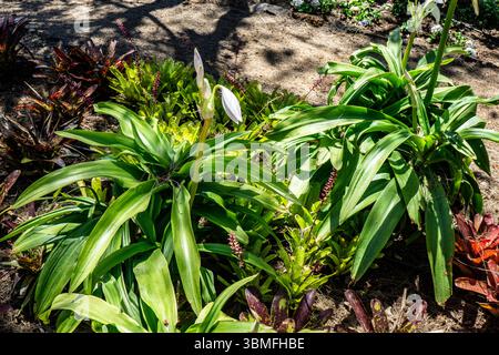 Crinum moorei à larges feuilles avec de hautes tiges et des bourgeons blancs émergeant, entouré de broméliades. Photographié à Madère, Portugal. Banque D'Images