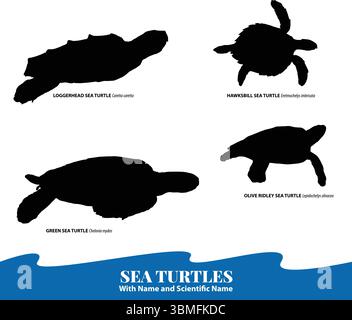 Tortues de mer Silhouette Vector Set avec des noms scientifiques en voie de disparition espèce de tortues de mer identification Vector Loggerhead, Green, Hawksbill, Olive Ridley Illustration de Vecteur