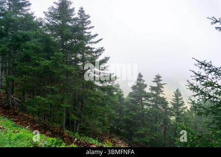 Paysage atmosphérique horizontal des arbres pinsapo Abies enveloppés dans un brouillard dense dans la Sierra Bermeja, Estepona, Málaga, Espagne Banque D'Images