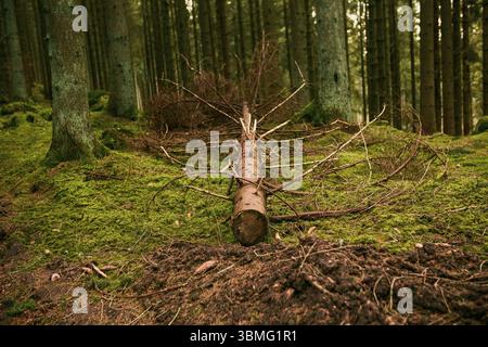 Arbre tombé dans la forêt suédoise Banque D'Images