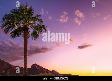Un palmier avec ses feuilles ou frondes se balançant dans le vent lors d'un beau coucher de soleil de couleur violette et lavande à Phoenix, Arizona., USA. Banque D'Images