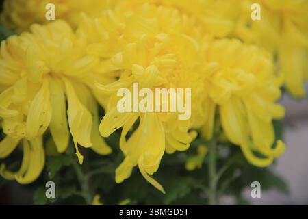 Chrysanthèmes florissants, très beau, gros plan Banque D'Images