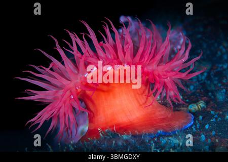 Actinia mediterranea Banque D'Images