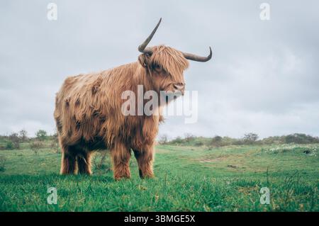 Vache Highland. Shaggy manteau brun rougeâtre avec de grandes cornes debout seul dans un paddock. Banque D'Images