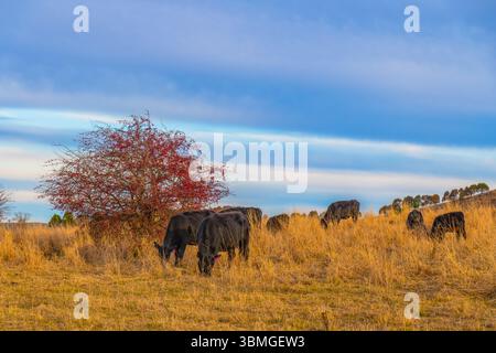 Plus tard dans l'après-midi, la couverture nuageuse sur la campagne avec des vaches dans le paddock à la périphérie de Blayney dans le centre-ouest de la Nouvelle-Galles du Sud, Australie. Banque D'Images