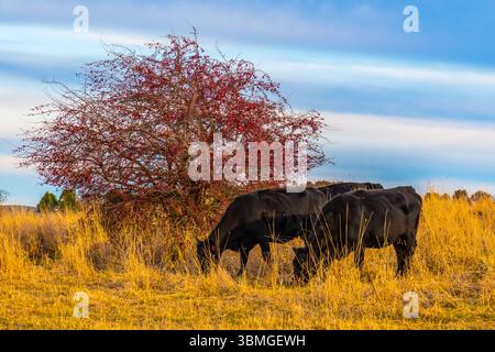 Plus tard dans l'après-midi, la couverture nuageuse sur la campagne avec des vaches dans le paddock à la périphérie de Blayney dans le centre-ouest de la Nouvelle-Galles du Sud, Australie. Banque D'Images