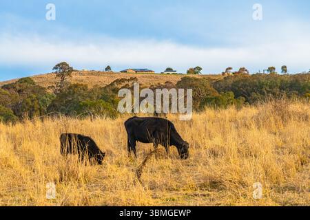Plus tard dans l'après-midi, la couverture nuageuse sur la campagne avec des vaches dans le paddock à la périphérie de Blayney dans le centre-ouest de la Nouvelle-Galles du Sud, Australie. Banque D'Images