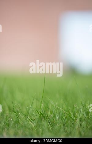La lame pour herbe affiche un plan macro à faible angle dans un design plat, avec pêche et flou bleu pâle Banque D'Images
