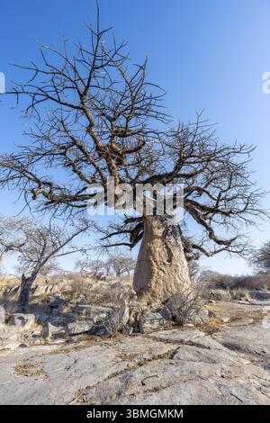 Baobab africain (Adansonia digitata), entre roches rondes, île de Kubu (Lekubu), Sowa Pan, marais salants de Makgadikgadi, Botswana, Afrique Banque D'Images