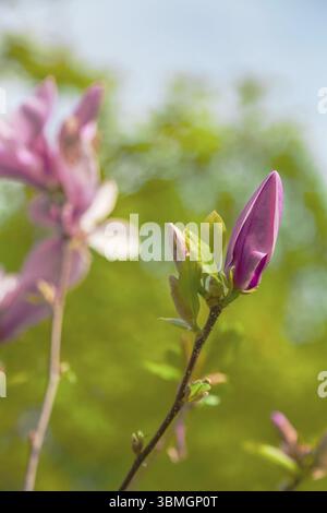 Magnolia de bourgeon de fleur non ouvert poussant sur l'arbre. En gros plan sur fond flou dans la journée ensoleillée de printemps. Printemps, saisons, période de l'année Banque D'Images