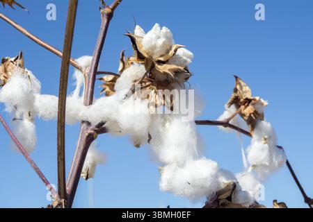 Prêt pour la récolte du coton Banque D'Images