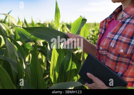 Une travailleuse agricole caucasienne d'âge moyen avec un comprimé inspectant les tiges de maïs au champ Banque D'Images