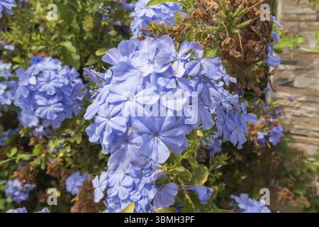 Fleurs bleu plumbago auriculata, Cap-leadwort, blue jasmine Banque D'Images