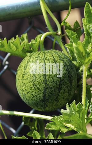 Gros plan d'une pastèque immature et d'une vigne Banque D'Images