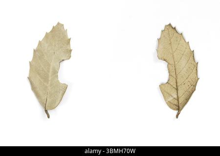 Feuille sèche d'automne sur fond isolé blanc. vue avant et arrière Banque D'Images