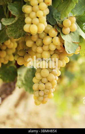 Raisins verts sur vigne sur fond lumineux Banque D'Images