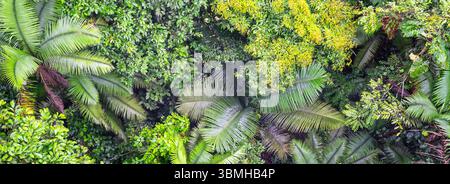 Amazone Rainforest Equateur vu d'en haut. Parc national de Yasuni Banque D'Images