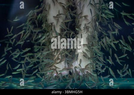 Peeling en gros plan avec des pattes de poisson en Asie Banque D'Images