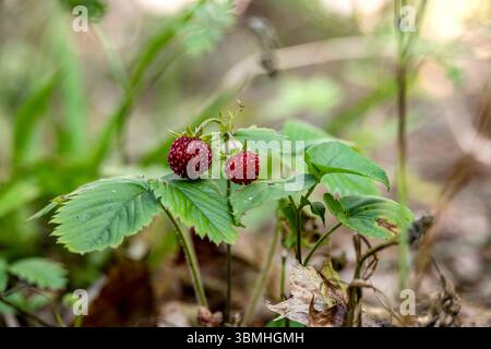 Gros plan de fraises sauvages avec des baies rouges mûres et des feuilles vertes dans un cadre forestier naturel, idéal pour les projets sur le thème de la nature. Banque D'Images