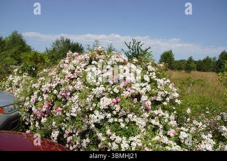 Parking en France avec de petites roses fleuries, roses, blanches sur le côté. Forêt et hautes herbes en arrière-plan. Ciel bleu. Été, juin Banque D'Images