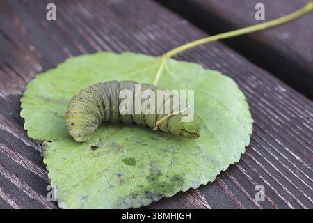 Macro d'une chenille de peuplier sur une feuille Banque D'Images