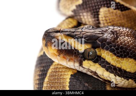 Serpent Python Regius isolé sur fond blanc Banque D'Images