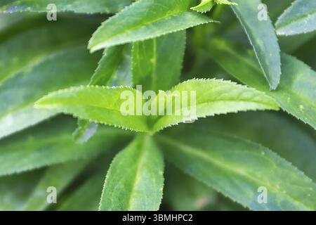 Vues Macro du le centre de plus en plus feuilles d'Estragon Banque D'Images