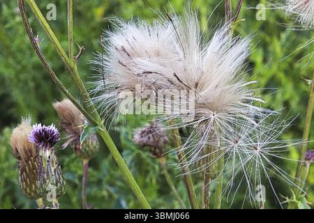 Gros plan des têtes de fleurs de chardon commençant à se dégonfler Banque D'Images