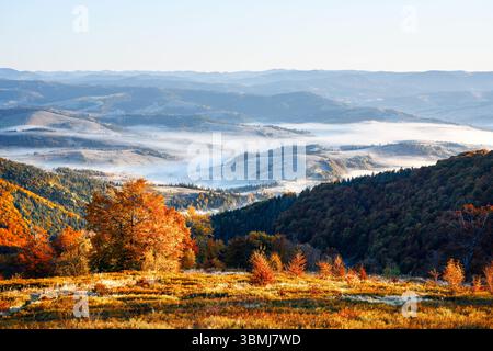 Collines givrées avec du brouillard coulant sur les pâturages gelés dans les montagnes d'automne. Herbe orange et arbres au premier plan. Photographie de paysage Banque D'Images