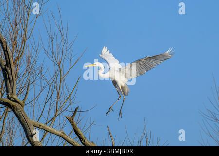 Grande aigrette blanche entrant dans la terre, prise tôt le matin, Chew Valley Lake, North Somerset, Royaume-Uni Banque D'Images
