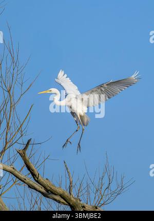 Grande aigrette blanche entrant dans la terre, prise tôt le matin, Chew Valley Lake, North Somerset, Royaume-Uni Banque D'Images