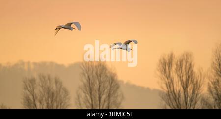 Paire de grandes aigrettes blanches en vol au lever du soleil survolant le lac Chew Valley dans le Somerset, Royaume-Uni Banque D'Images