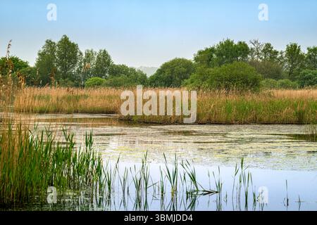 Jolie scène de campagne de lacs sur les niveaux Somerset à Meare avec des marais, des roseaux et des arbres sur une belle journée ensoleillée au printemps Banque D'Images