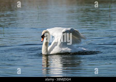 Cygne muet avec réflexion partielle avec des ailes vers le haut dans un étirement partiel comme si sur le point de décoller, pris à Somerset par jour ensoleillé Banque D'Images