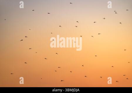 Les moucherons chironomidés, souvent appelés Buzzers, qui sont de grands moucherons non mordants, se rassemblent dans le ciel au lac Chew Valley, Somerset, Royaume-Uni, un soir de coucher de soleil Banque D'Images