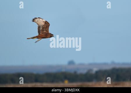 Swamp Harrier en vol Banque D'Images