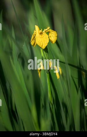 Une belle fleur d'iris ensoleillée drapeau jaune ensoleillée dans le soleil de printemps poussant dans les marais dans le Somerset, Royaume-Uni Banque D'Images