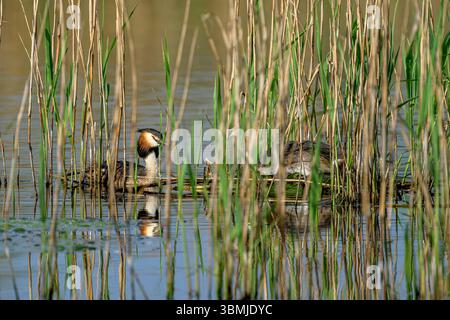 Paire de Great Crested Grebes, l'un sur le nid dans les roseaux et l'autre à ses côtés, pris sur les niveaux Somerset, Royaume-Uni Banque D'Images